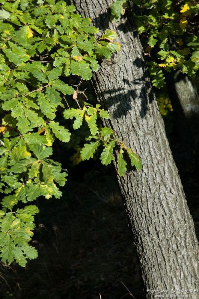 Traubeneiche, Quercus petraea, Fagaceae, Stamm und Blätter, Bodetal, Deutschland