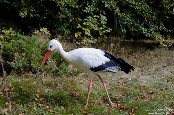 Weißstorch, Ciconia ciconia, Ciconiidae, Tierpark Thale, Bodetal, Deutschland