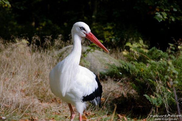 Weißstorch, Ciconia ciconia, Ciconiidae, Tierpark Thale, Bodetal, Deutschland