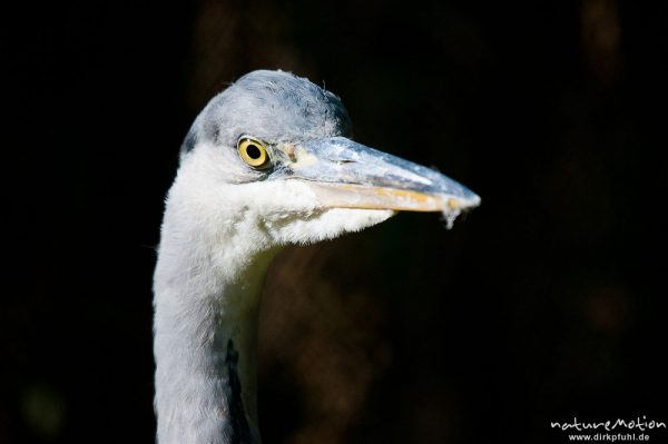 Graureiher, Ardea cinerea, Ardeidae, Kopf, Tierpark Thale, Bodetal, Deutschland