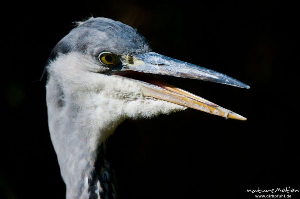 Graureiher, Ardea cinerea, Ardeidae, Kopf, Tierpark Thale, Bodetal, Deutschland