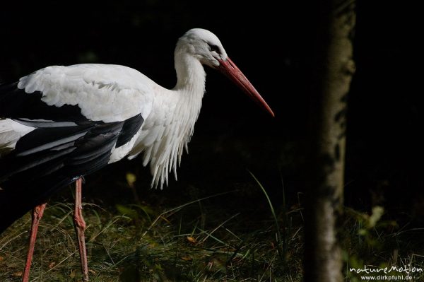 Weißstorch, Ciconia ciconia, Ciconiidae, Tierpark Thale, Bodetal, Deutschland