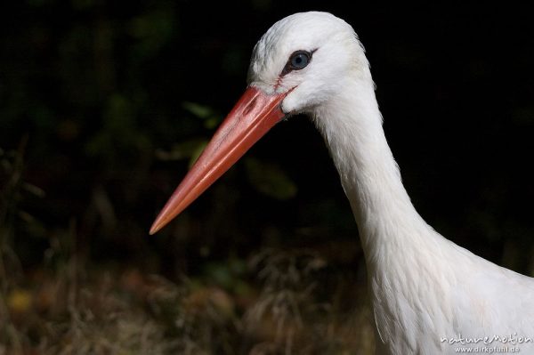 Weißstorch, Ciconia ciconia, Ciconiidae, Tierpark Thale, Bodetal, Deutschland