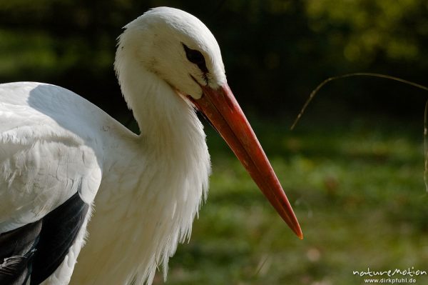 Weißstorch, Ciconia ciconia, Ciconiidae, Tierpark Thale, Bodetal, Deutschland