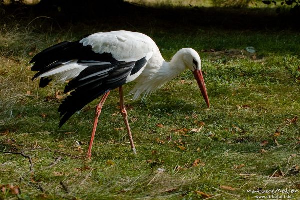 Weißstorch, Ciconia ciconia, Ciconiidae, Tierpark Thale, Bodetal, Deutschland