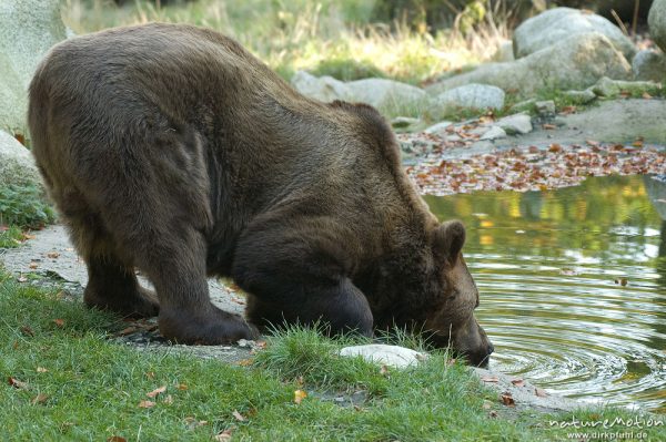 Europäischer Braunbär, Ursus arctos arctos, Ursidae, beim trinken, Tierpark Thale, Bodetal, Deutschland