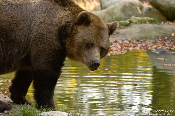 Europäischer Braunbär, Ursus arctos arctos, Ursidae, beim trinken, Tierpark Thale, Bodetal, Deutschland