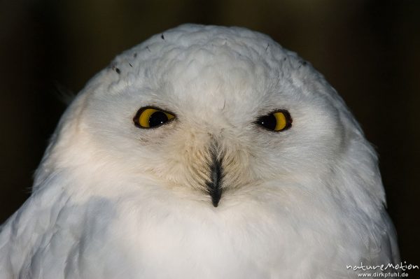 Schnee-Eule, Bubo scandiacus, Nyctea scandiaca, Eigentliche Eulen (Strigidae), Kopf, Tierpark Thale, Bodetal, Deutschland