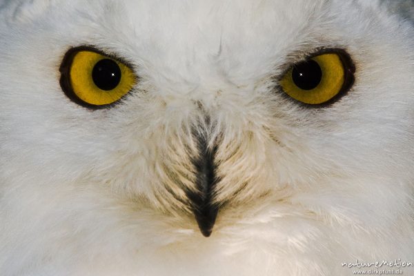 Schnee-Eule, Bubo scandiacus, Nyctea scandiaca, Eigentliche Eulen (Strigidae), Kopf, Tierpark Thale, Bodetal, Deutschland