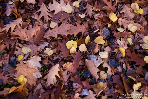 Roteiche, Amerikanische Roteiche, Quercus rubra, Buchengewächse (Fagaceae), Laub mit Herbstfärbung a, Göttingen, Deutschland