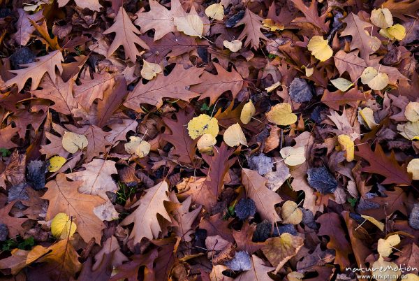 Roteiche, Amerikanische Roteiche, Quercus rubra, Buchengewächse (Fagaceae), Laub mit Herbstfärbung am Boden, Göttingen, Deutschland