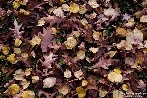 Roteiche, Amerikanische Roteiche, Quercus rubra, Buchengewächse (Fagaceae), Laub mit Herbstfärbung am Boden, Göttingen, Deutschland