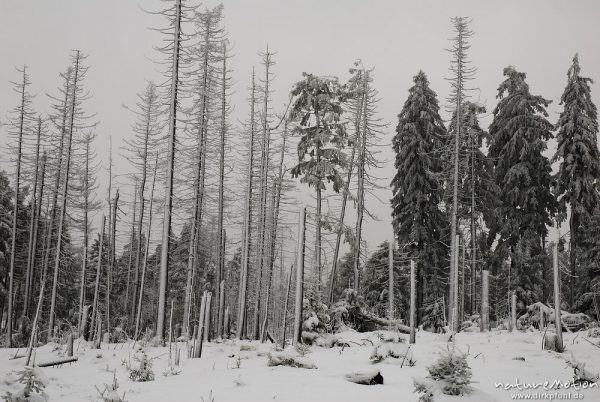 abgestorbene Fichten, vereist, bei Torfhaus, Harz, Deutschland