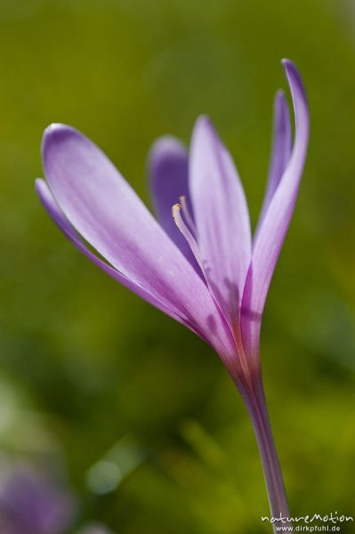 Herbstzeitlose, Colchicum autumnale, Liliaceae, Blüte mit Antheren, Wiese, Geroldsee, Klais Oberbayern, Deutschland