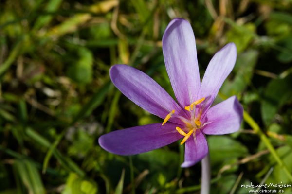 Herbstzeitlose, Colchicum autumnale, Liliaceae, Blüte mit Antheren, Wiese, Geroldsee, Klais Oberbayern, Deutschland