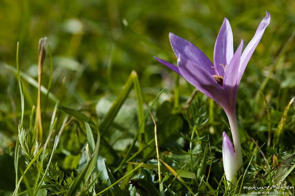 Herbstzeitlose, Colchicum autumnale, Liliaceae, Blüte mit Antheren, Wiese, Geroldsee, Klais Oberbayern, Deutschland