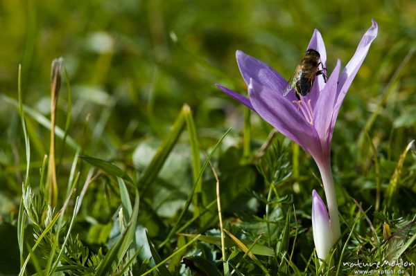 Herbstzeitlose, Colchicum autumnale, Liliaceae, Blüte mit Antheren, Biene, Wiese, Geroldsee, Klais Oberbayern, Deutschland