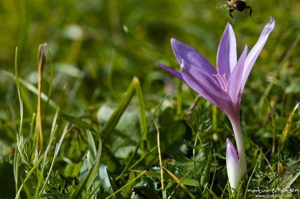 Herbstzeitlose, Colchicum autumnale, Liliaceae, Blüte mit Antheren, Biene, Wiese, Geroldsee, Klais Oberbayern, Deutschland