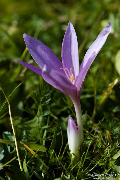 Herbstzeitlose, Colchicum autumnale, Liliaceae, Blüte mit Antheren, Wiese, Geroldsee, Klais Oberbayern, Deutschland