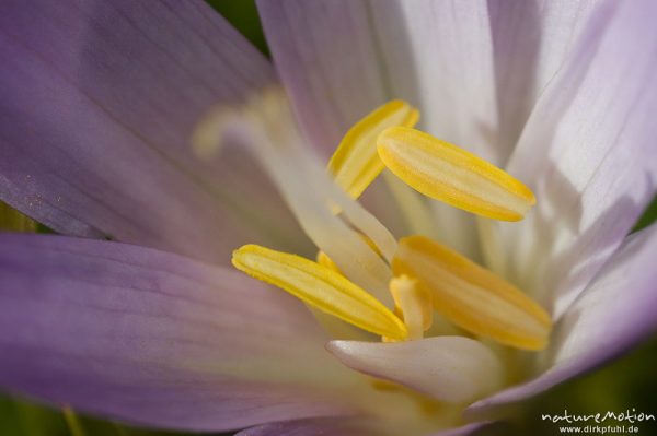 Herbstzeitlose, Colchicum autumnale, Liliaceae, Blüte mit Antheren, Wiese, Geroldsee, Klais Oberbayern, Deutschland