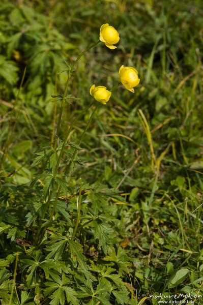Trollblume, Trollius europaeus, Ranunculaceae, Wiese, Geroldsee, Klais Oberbayern, Deutschland