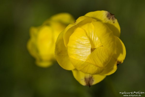 Trollblume, Trollius europaeus, Ranunculaceae, Blüten, Wiese, Geroldsee, Klais Oberbayern, Deutschland