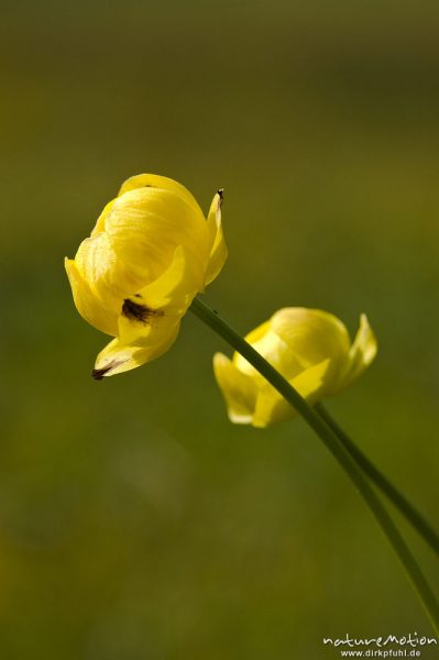 Trollblume, Trollius europaeus, Ranunculaceae, Blüten, Wiese, Geroldsee, Klais Oberbayern, Deutschland