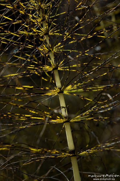 Riesen-Schachtelhalm, Equisetum telmateia, Schachtelhalmgewächse (Equisetaceae), Waldrand, Barmsee, Klais Oberbayern, Deutschland