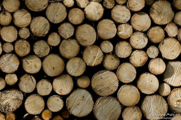 Holzstämme, aufgeschichtet, Stirnseiten, frisch geschlagen, Barmsee, Klais Oberbayern, Deutschland