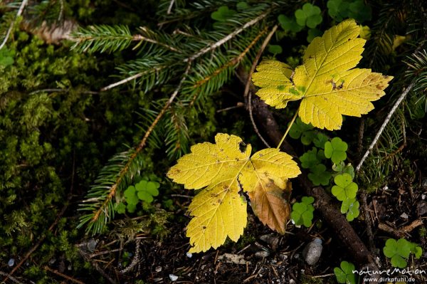 Berg-Ahorn, Acer pseudoplatanus, Aceraceae, Schößling mit zwei gelb gefärbten Blättern, Barmsee, Klais Oberbayern, Deutschland