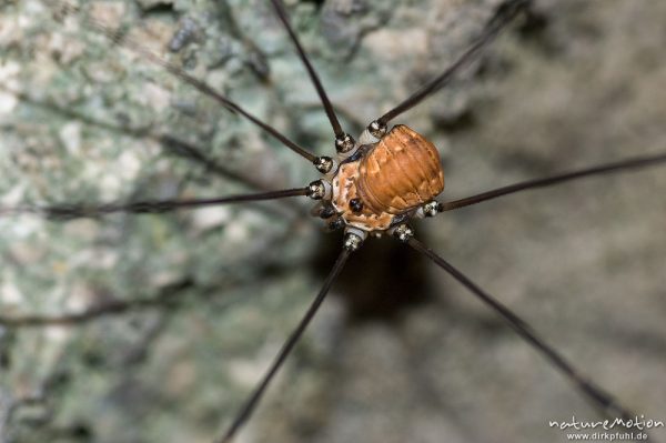 Leiobunum rotundum, Leiobunum rotundum, Spinnenkanker (Sclerosomatidae), Männchen, Steinmauer, Klais Oberbayern, Deutschland