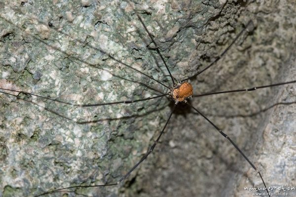 Leiobunum rotundum, Leiobunum rotundum, Spinnenkanker (Sclerosomatidae), Männchen, Steinmauer, Klais Oberbayern, Deutschland