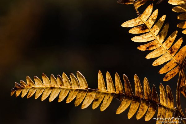 Adlerfarn, Pteridium aquilinum, Hypolepidaceae, einzelne Wedel mit brauner Herbstfärbung, Kaltwassergrund, Wank, Garmisch-Partenkirchen, Deutschland