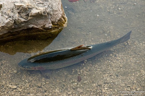 Saibling, Salvelinus spec., Forellenfische (Salmonidae), im seichten Uferwasser, Lautersee, Mittenwald Oberbayern, Deutschland