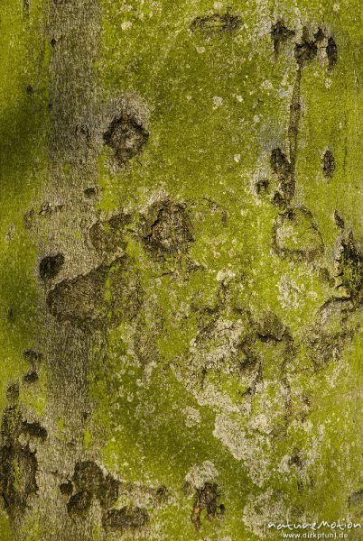 Rot-Buche, Fagus sylvatica, Fagaceae, Borke mit Algenbewuchs, Göttingen, Deutschland