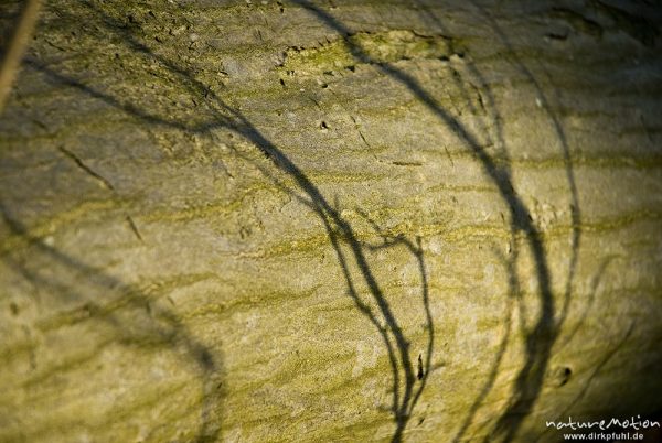 Schatten auf Buchenstamm, Göttingen, Deutschland