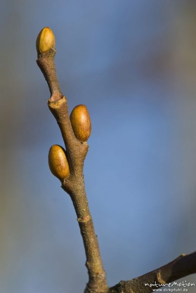 Hainbuche, Carpinus betulus, Betulaceae, Knospen im Winter, Kerstlingeröder Feld, Göttingen, Deutschland