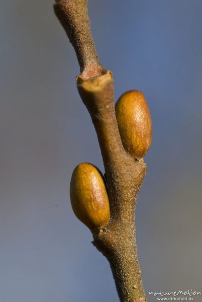 Hainbuche, Carpinus betulus, Betulaceae, Knospen im Winter, Kerstlingeröder Feld, Göttingen, Deutschland