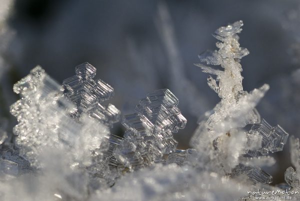 Eiskristalle an Grashalmen, Kerstlingeröder Feld, Göttingen, Deutschland