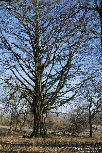 Rot-Buche, Fagus sylvatica, Fagaceae, ehemals freistehender Baum mit ausladender Krone, Kerstlingerö, Göttingen, Deutschland