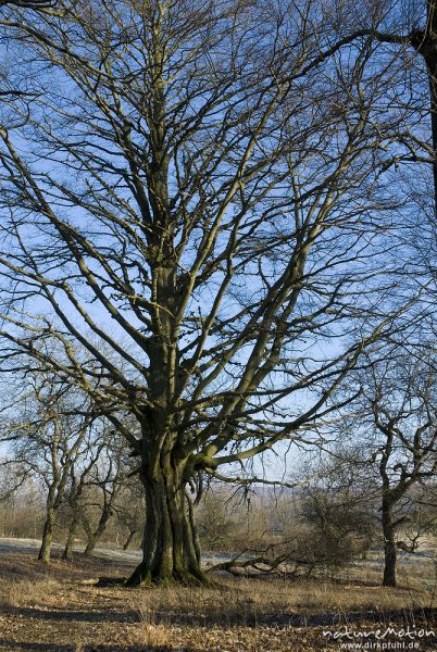 Rot-Buche, Fagus sylvatica, Fagaceae, ehemals freistehender Baum mit ausladender Krone, Kerstlingeröder Feld, Göttingen, Deutschland