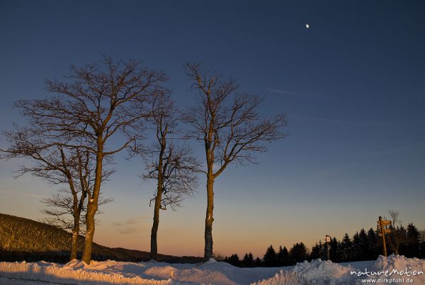 kahle Bäume im Abendlicht, Baumgruppe an Straße, Sonnenberg, Harz, Deutschland