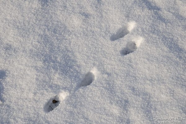 Feldhase, Lepus europaeus, Hasen (Leporidae), Spuren im Schnee, Göttingen, Deutschland