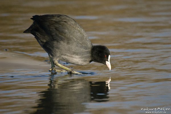 Bläßhuhn, Bläßralle, Fulica atra, Rallidae, Vogel auf Eisscholle, Leine, Göttingen, Deutschland