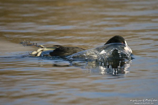 Bläßhuhn, Bläßralle, Fulica atra, Rallidae, Vogel springt ins Wasser, Leine, Göttingen, Deutschland