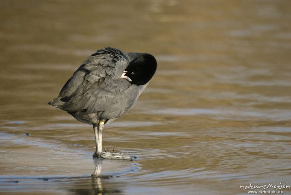 Bläßhuhn, Bläßralle, Fulica atra, Rallidae, Vogel auf Eisscholle, Gefiederpflege, Leine, Göttingen, Deutschland