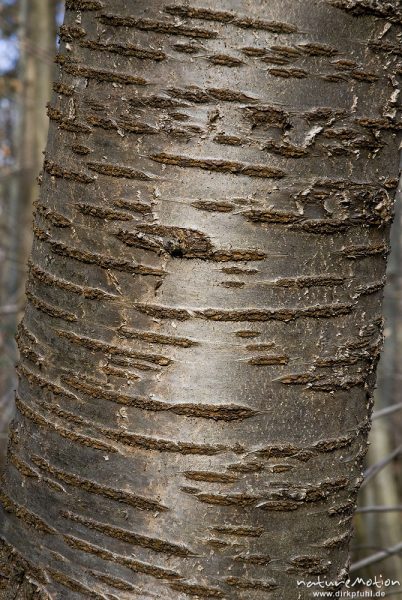 Vogel-Kirsche, Süß-Kirsche, Prunus avium, Rosengewächse (Rosaceae), Borke mit charakteristischen Korkwarzenbändern, Göttingen, Deutschland