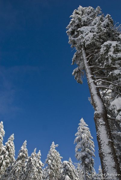 schneebedeckte Fichten vor blauem Himmel, Harz, Deutschland