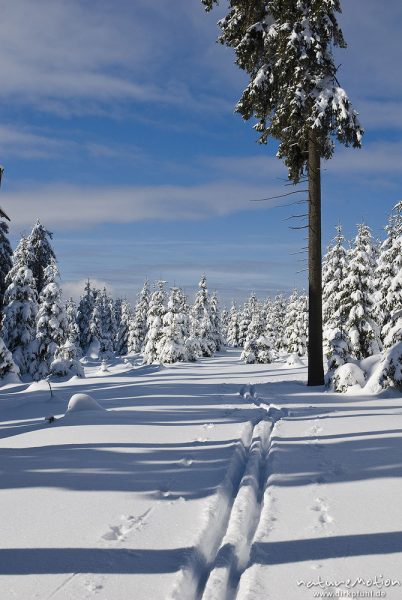 Skispur durch den Winterwald, Harz, Deutschland