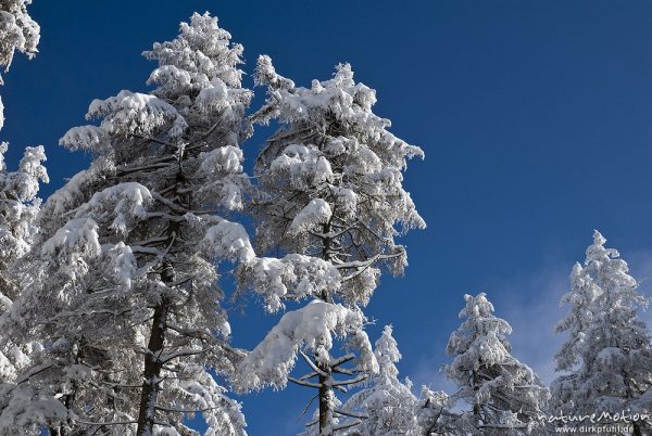 schneebedeckte Fichten, Achtermann, Harz, Deutschland